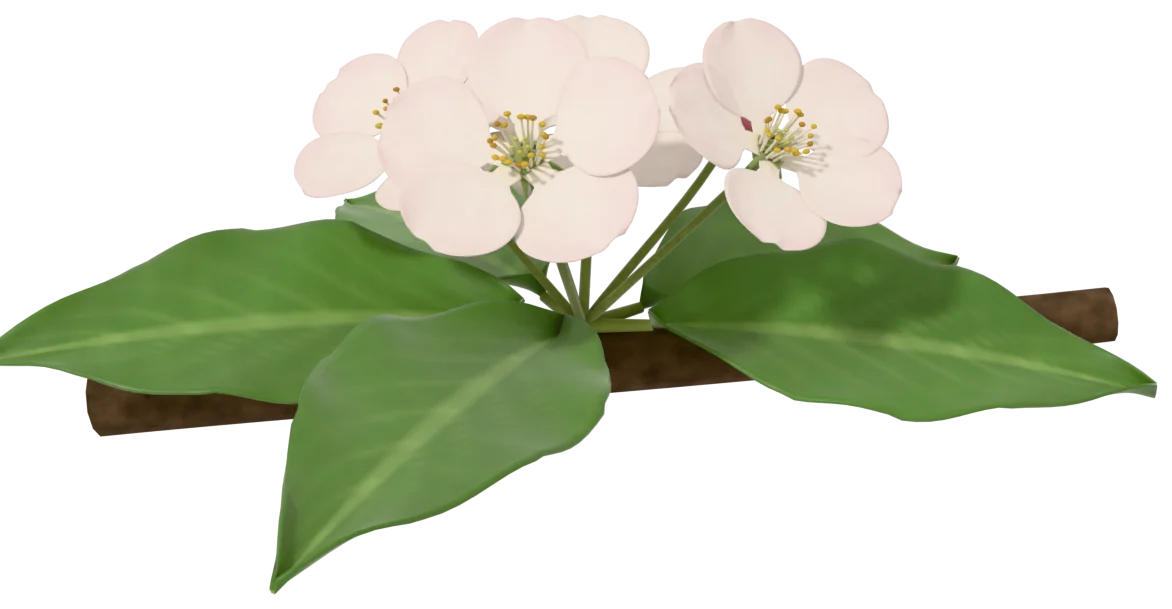 An apple spur in bloom on a grey-brown limb: the white king bloom and side flowers open, a pink bud still closed, a rosette of young leaves