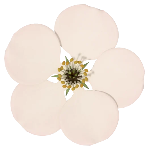 An apple blossom killed by frost: the petals still white but the centre and styles turned dark brown to black