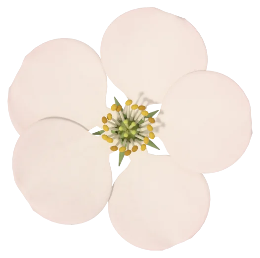 A healthy open apple blossom with a pale green centre and yellow anthers