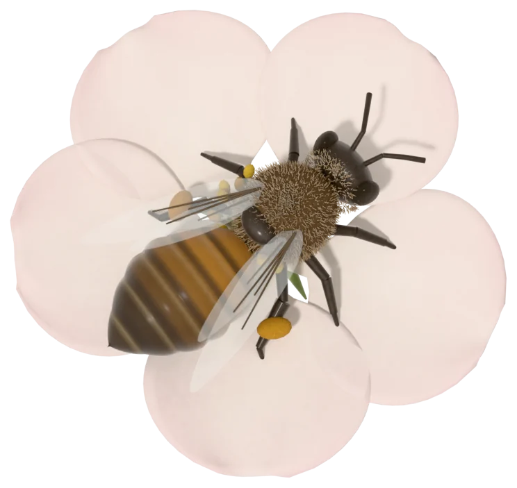 A worker honey bee with yellow pollen loads on its hind legs, working an open white and pink apple blossom, seen from above