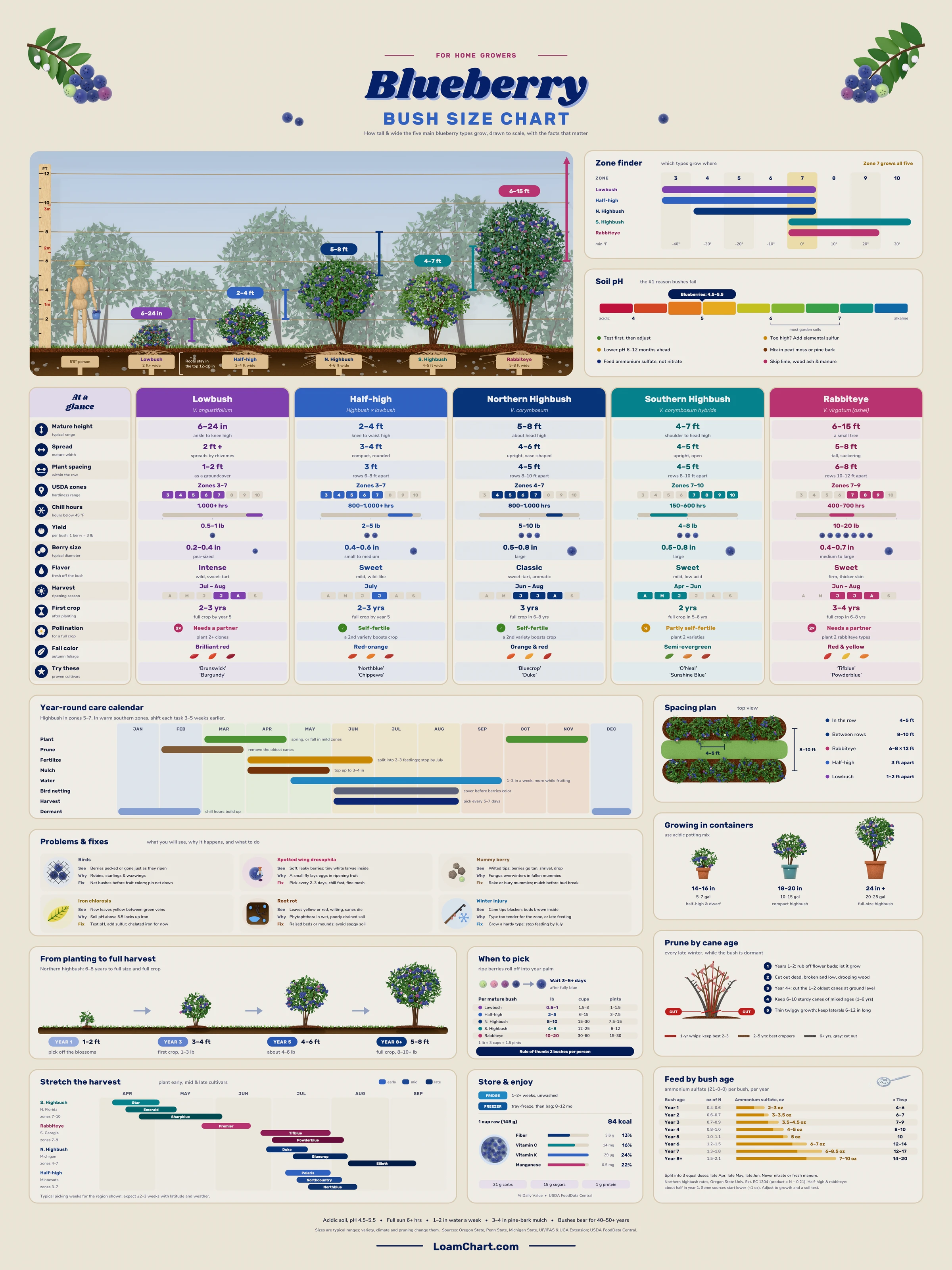 Blueberry Bush Size Chart poster comparing lowbush, half-high, northern highbush, southern highbush and rabbiteye blueberries by height, spread, zones, yield and care