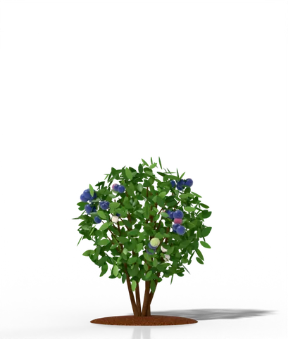 Northern highbush blueberry bush year 3 after planting, about 3–4 ft tall
