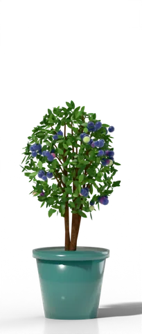 18–20 in pot (10–15 gal) with a compact highbush blueberry bush