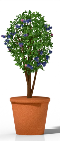 24 in + pot (20–25 gal) with a full-size highbush blueberry bush