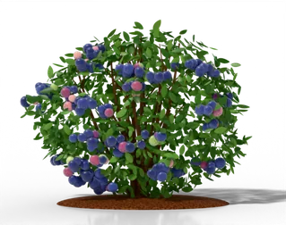 Half-high blueberry bush