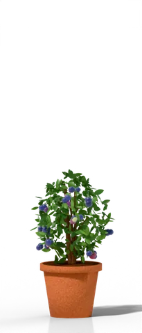 14–16 in pot (5–7 gal) with a half-high & dwarf blueberry bush