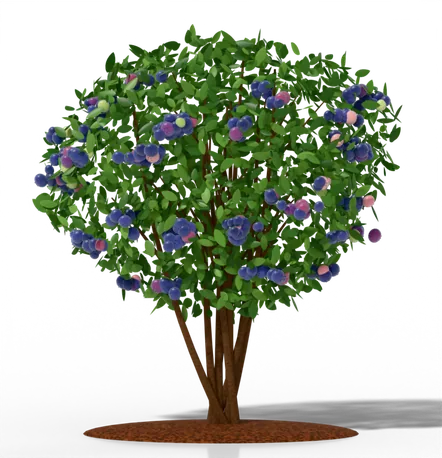 Northern Highbush blueberry bush drawn to scale, 5–8 ft tall