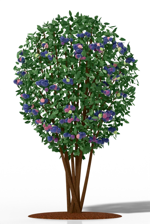 Rabbiteye blueberry bush drawn to scale, 6–15 ft tall