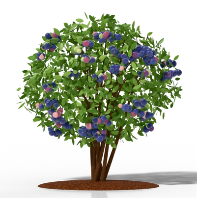 Southern Highbush blueberry bush drawn to scale, 4–7 ft tall