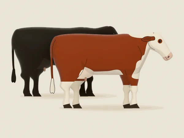 An Angus cow and a Hereford cow standing together, drawn side by side