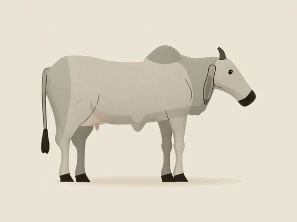Grey Brahman cow with a hump and drooping ears, in side view