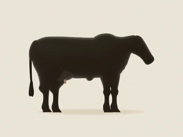 Black Brangus cow with a small hump, in side view