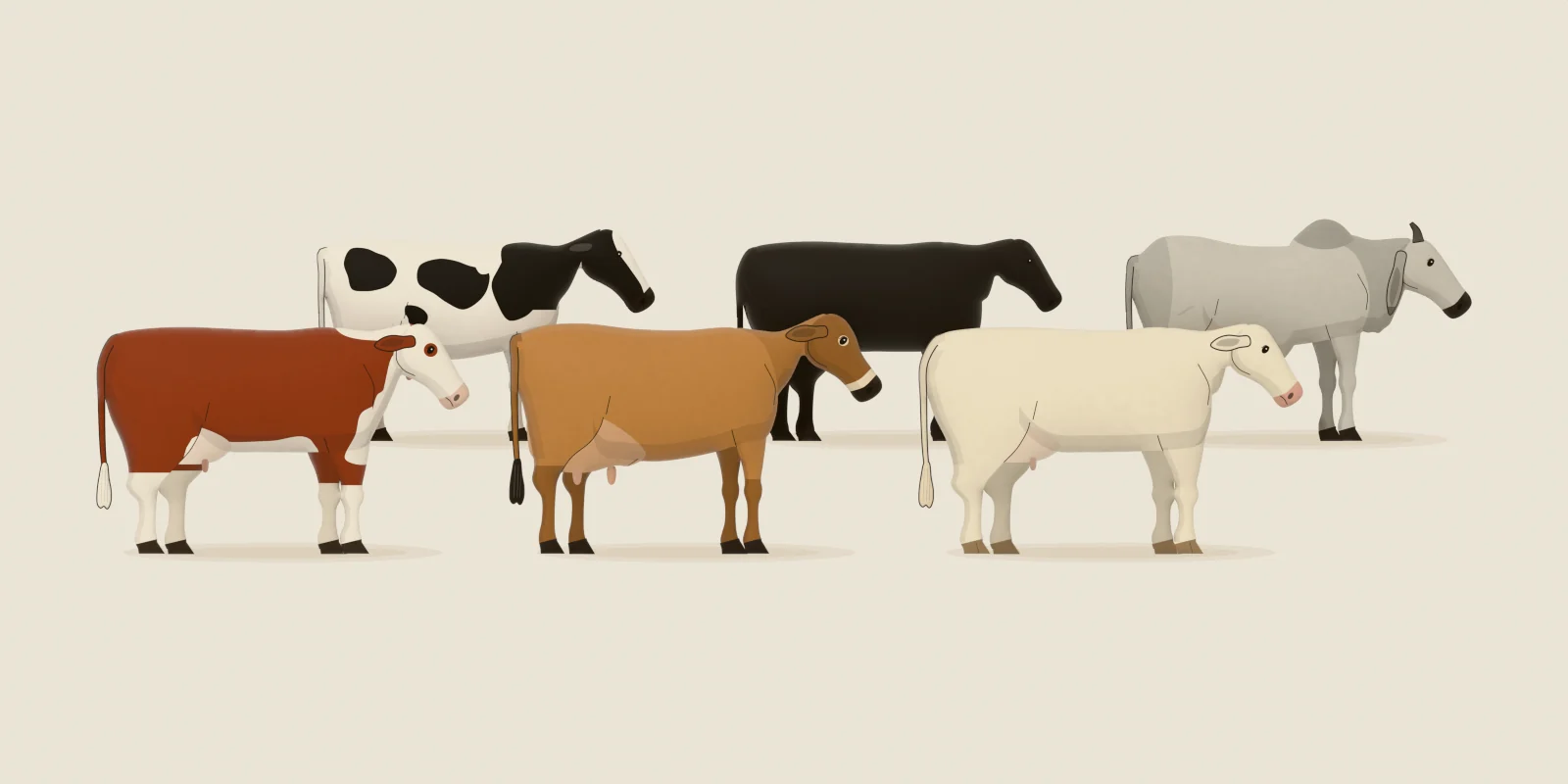 Six breeds drawn to one scale: Holstein, Hereford, Angus, Jersey, Charolais and Brahman cows standing side by side