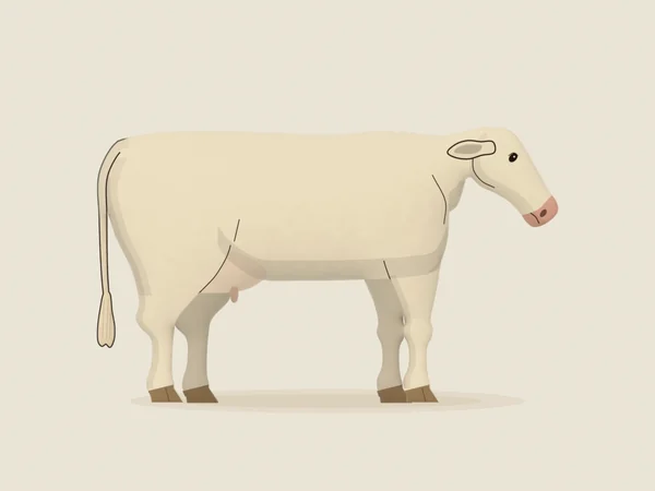 White Charolais cow in side view