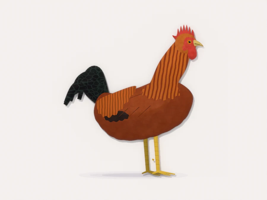 A young red cockerel in side profile with a growing red comb and a dark green tail