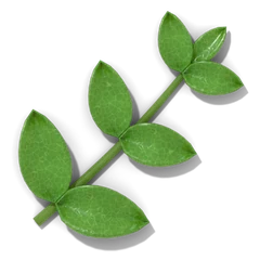 Basil