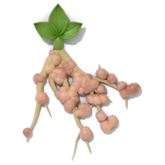 Bean roots with pink nitrogen-fixing nodules under a young bean leaf