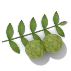 Black walnut