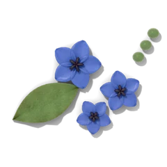 Borage