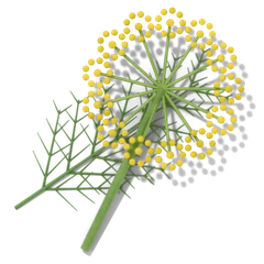 Dill