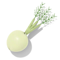 Fennel