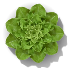 Lettuce