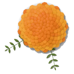 Marigold