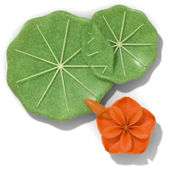 Nasturtium