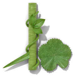 A pole bean twining up a corn stalk beside a squash leaf