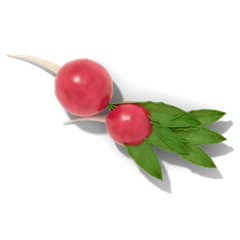 Radish companion plant