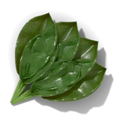 Spinach