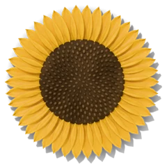Sunflower companion plant