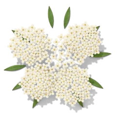 Sweet alyssum