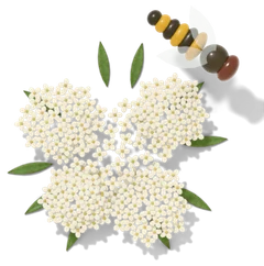 White sweet alyssum flowers with a hover fly