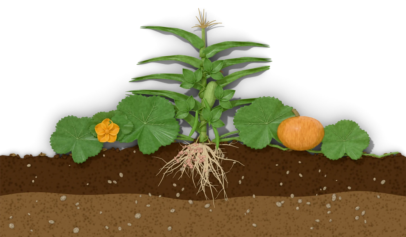 Side view of a Three Sisters mound: a corn plant with a pole bean twining up its stalk, broad squash leaves, a yellow squash flower and an orange squash on the ground, with corn roots and bean roots carrying nitrogen-fixing nodules in the soil below