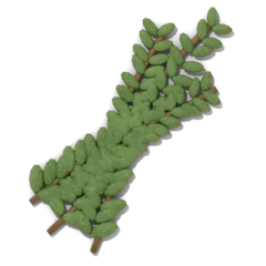 Thyme