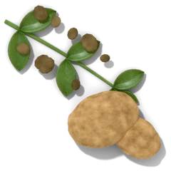 A tomato leaf with brown blight spots beside two potatoes