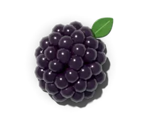 Blackberry, hardy in zones 5–8