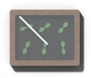 A wooden cold frame with a glass lid over seedlings