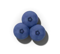 Highbush blueberry, hardy in zones 3–8