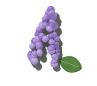 Lilac, hardy in zones 3–7