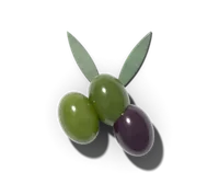 Olive, hardy in zones 8–10