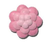 Peony, hardy in zones 3–8