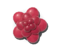 Rugosa rose, hardy in zones 2–7