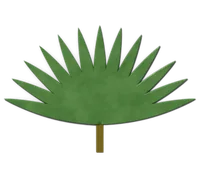 Windmill palm, hardy in zones 7–11