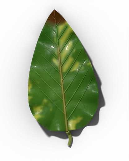 Boron (B) symptom: Thick, brittle, crinkled new leaves; growing tip dies back.