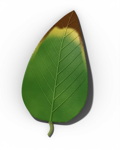 Calcium deficiency leaf