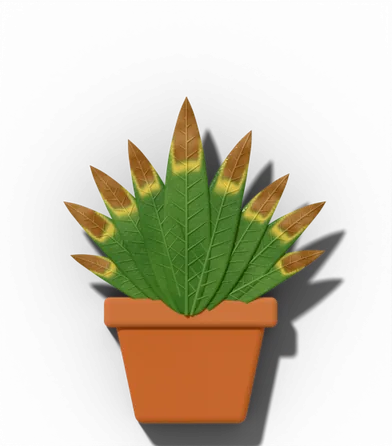 Potted houseplant showing: Brown tips on dracaena, spider and ti plants.