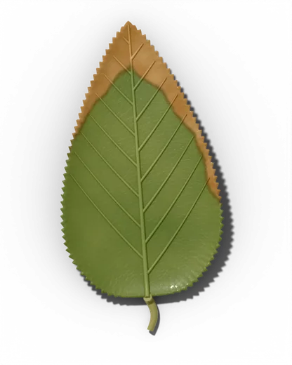 Drought symptom: Dull, wilting leaves with crisp brown edges and tips.