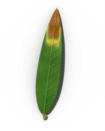 Salt / fertilizer burn symptom: Brown, dead tips and edges; white crust may form on soil.